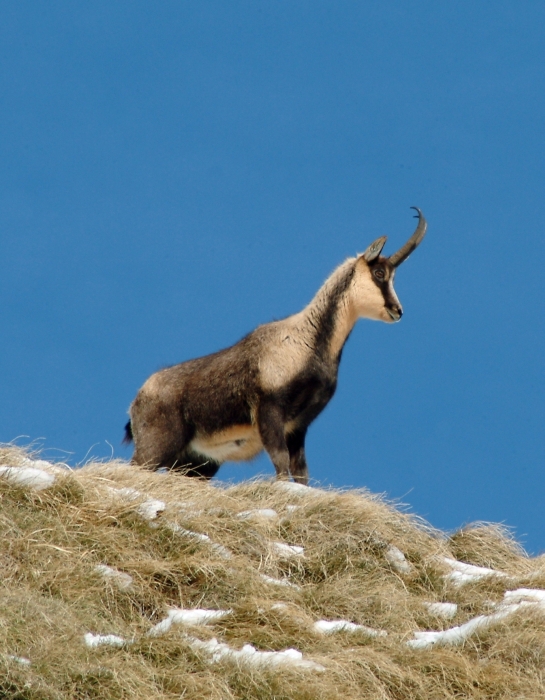 Camoscio d''Abruzzo Rupicapra pyrenaica ornata